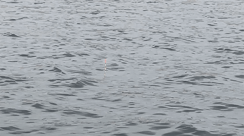 巴川でのヘラブナ釣りでポツンと一枚【霞ヶ浦水系北浦 3月末】