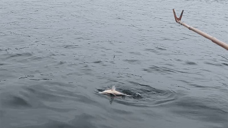 巴川でのヘラブナ釣りでポツンと一枚【霞ヶ浦水系北浦 3月末】