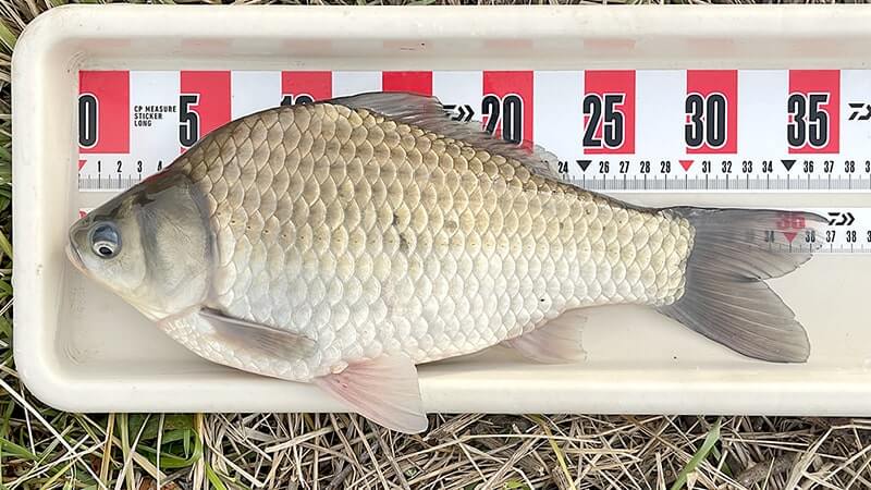 巴川でのヘラブナ釣りでポツンと一枚【霞ヶ浦水系北浦 3月末】