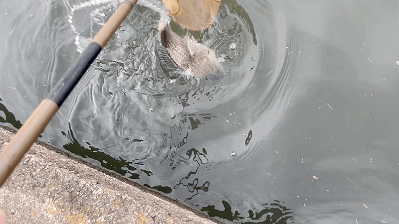 巴川でのヘラブナ釣りでポツンと一枚【霞ヶ浦水系北浦 3月末】
