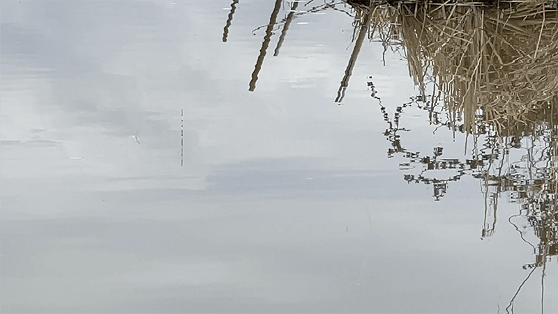 自作ウキでヘラブナが釣れて嬉しい春の北浦でのヘラ釣り【霞ヶ浦水系北浦 4月上旬】