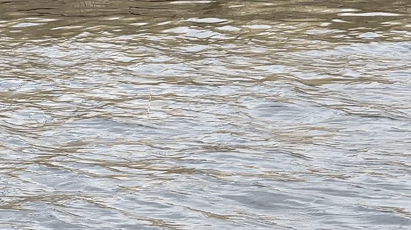 自作ウキでヘラブナが釣れて嬉しい春の北浦でのヘラ釣り【霞ヶ浦水系北浦 4月上旬】