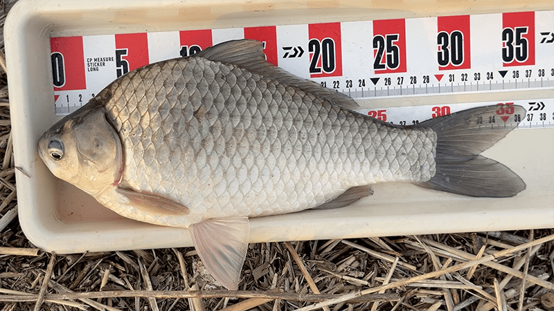 自作ウキでヘラブナが釣れて嬉しい春の北浦でのヘラ釣り【霞ヶ浦水系北浦 4月上旬】
