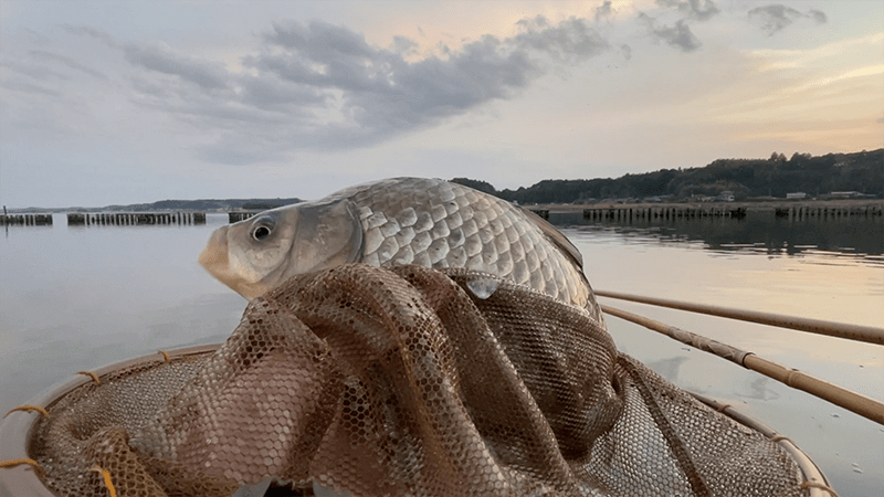 自作ウキでヘラブナが釣れて嬉しい春の北浦でのヘラ釣り【霞ヶ浦水系北浦 4月上旬】