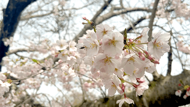 4月上旬春の北浦でヘラブナ野釣りもナイターでやっとこ【霞ヶ浦水系北浦】
