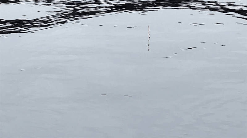 4月上旬春の北浦でヘラブナ野釣りもナイターでやっとこ【霞ヶ浦水系北浦】