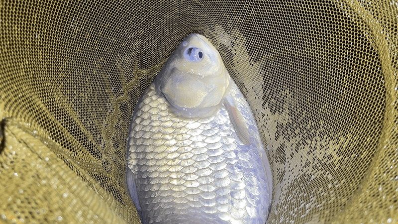 4月上旬春の北浦でヘラブナ野釣りもナイターでやっとこ【霞ヶ浦水系北浦】