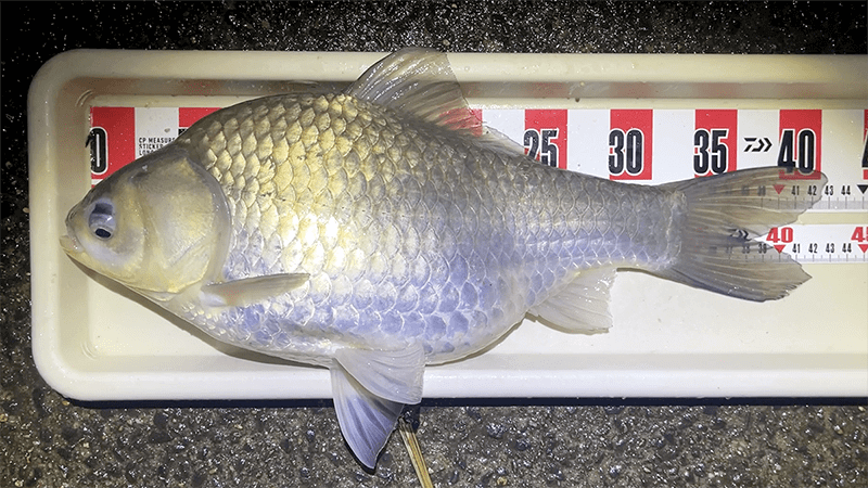 4月上旬春の北浦でヘラブナ野釣りもナイターでやっとこ【霞ヶ浦水系北浦】