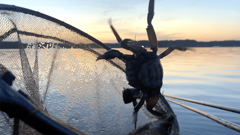 4月上旬春の北浦でヘラブナ野釣りもナイターでやっとこ【霞ヶ浦水系北浦】