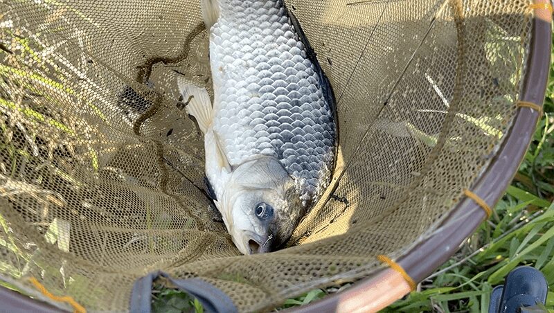 宇崎日新の鯉短竿でなんでもコイのヘラブナ釣り【霞ヶ浦水系北浦蔵川 4月中旬】