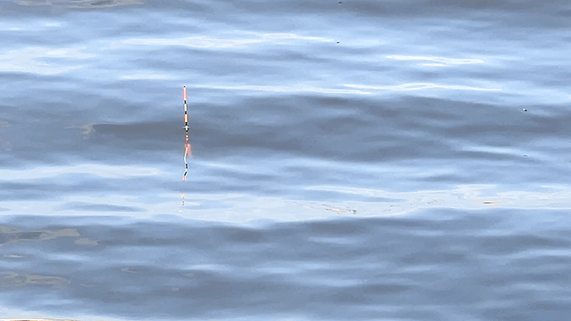 宇崎日新の鯉短竿でなんでもコイのヘラブナ釣り【霞ヶ浦水系北浦蔵川 4月中旬】