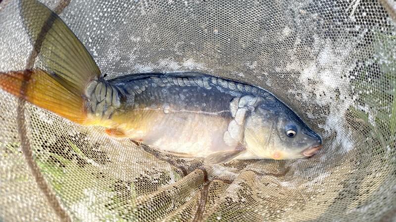 宇崎日新の鯉短竿でなんでもコイのヘラブナ釣り【霞ヶ浦水系北浦蔵川 4月中旬】