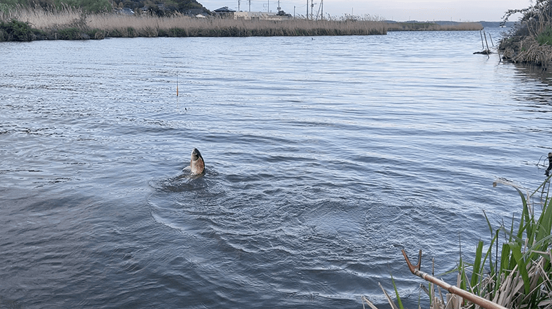 宇崎日新の鯉短竿でなんでもコイのヘラブナ釣り【霞ヶ浦水系北浦蔵川 4月中旬】
