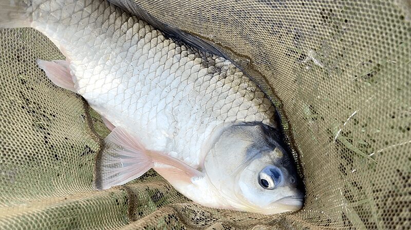 宇崎日新の鯉短竿でなんでもコイのヘラブナ釣り【霞ヶ浦水系北浦蔵川 4月中旬】