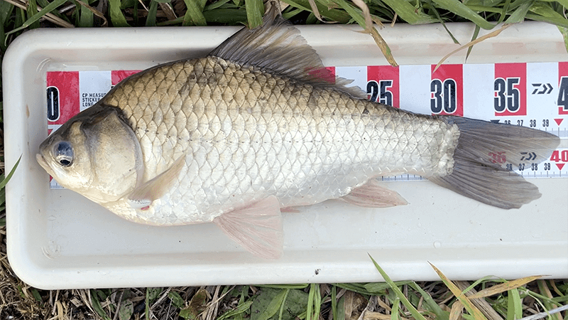 宇崎日新の鯉短竿でなんでもコイのヘラブナ釣り【霞ヶ浦水系北浦蔵川 4月中旬】