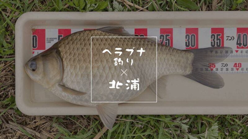 4月下旬春、〆の北浦ヘラブナ釣り【霞ヶ浦水系北浦】