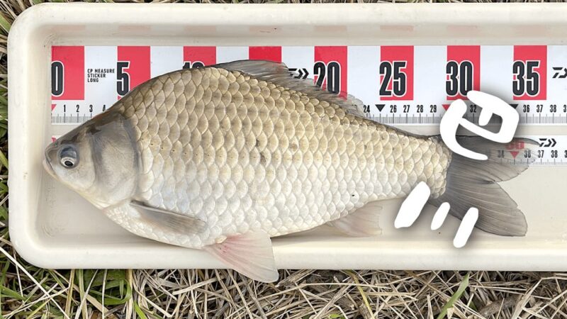 巴川でのヘラブナ釣りでポツンと一枚【霞ヶ浦水系北浦 3月末】