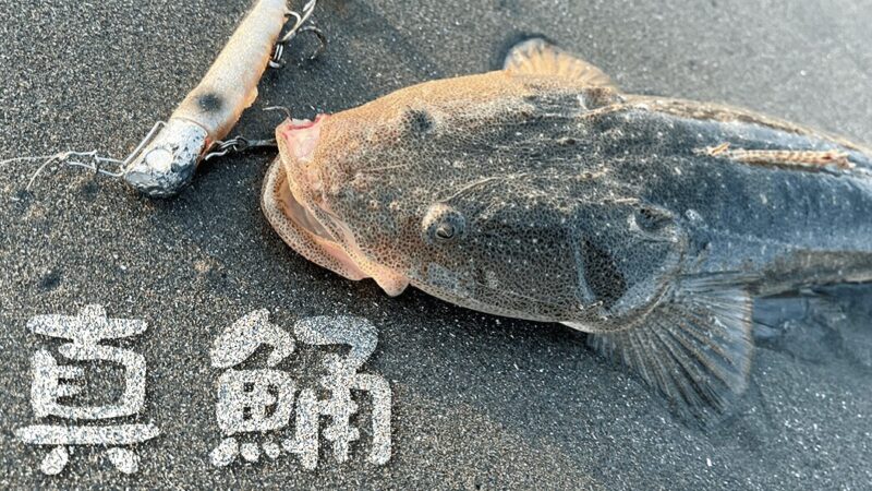 サーフ釣りでマゴチ！刺身・カルパッチョ・唐揚げな真鯒料理【鹿島灘】