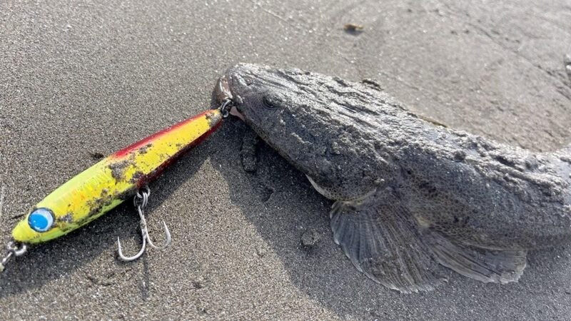 鹿島灘サーフでぶっ飛びマゴチ君。