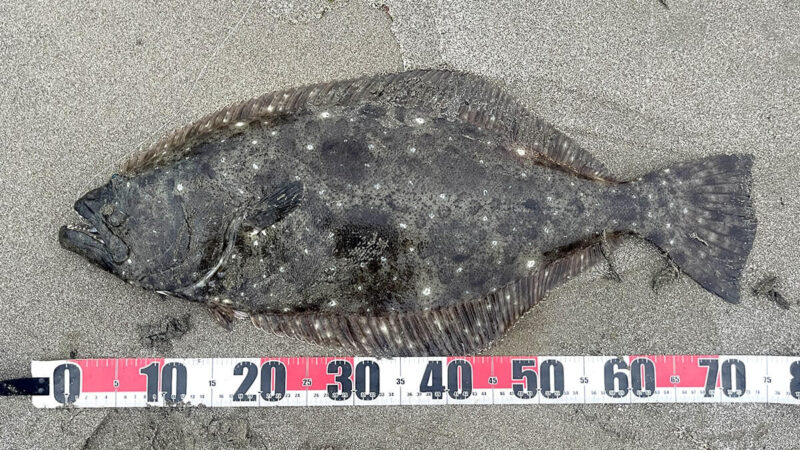 サーフで座布団ヒラメ！良型ヒラメとマゴチが釣れた日【鹿島灘】