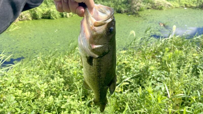 秋めいてきた？ 9月初旬の霞ヶ浦水系でブラックバス釣り