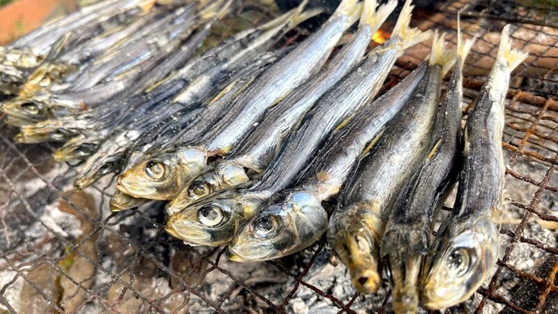 大量に釣れたマイワシをどうする？試した料理すべてがおいしかった件