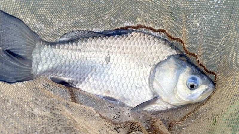 2月初旬の霞ヶ浦で冬のヘラブナ釣り！自作ウキを使って感じた釣りの楽しさ