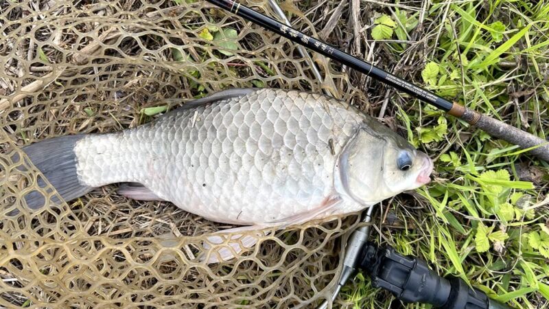 霞水系北浦のホソでマブナ釣り！延べ竿シモリ仕掛けで歩き回る釣行