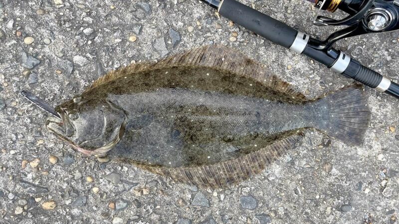 やっと釣れたヒラメを刺身で堪能！苦戦続きの秋に味わった釣り飯は◎