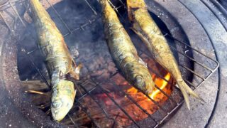 マイワシとスズキで釣り飯晩餐！釣れた魚を味わって満足した日