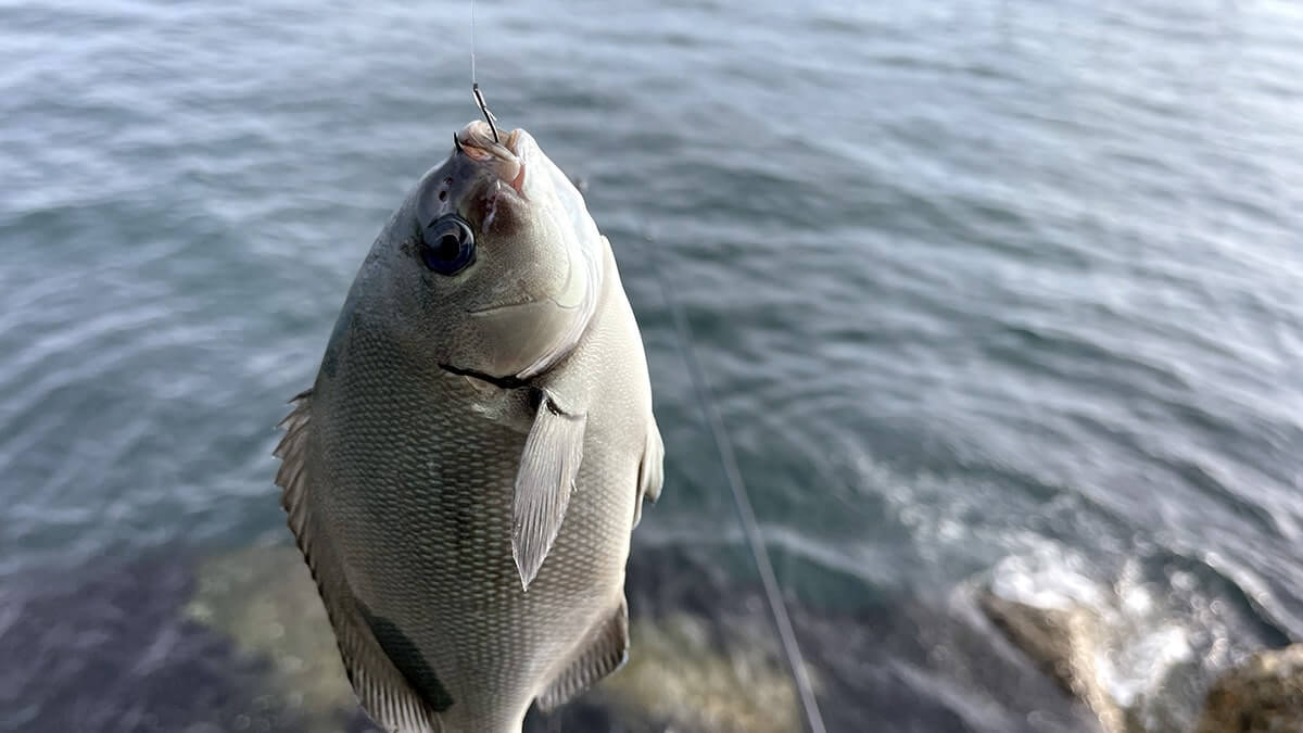11月の秋フカセ釣りでグレを釣って塩焼きと炙り刺しに！旨し。