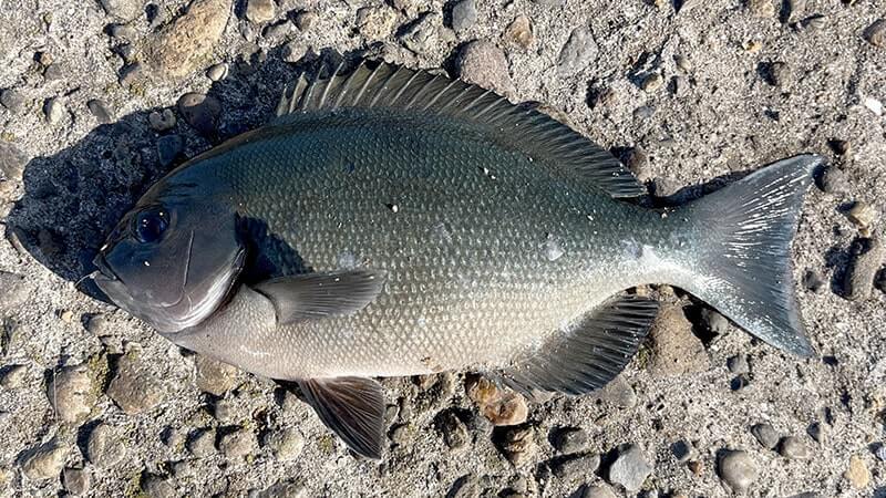 11月の秋フカセ釣りでグレを釣って塩焼きと炙り刺しに！旨し。