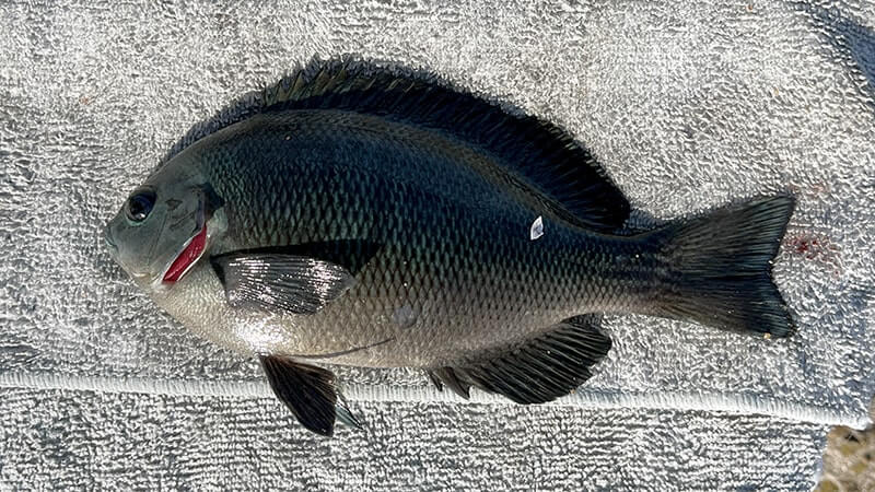 11月の秋フカセ釣りでグレを釣って塩焼きと炙り刺しに！旨し。