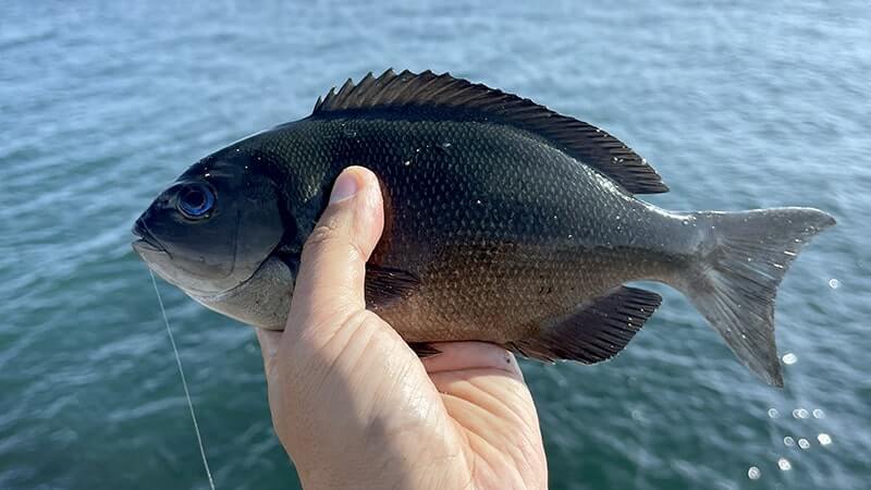 11月の秋フカセ釣りでグレを釣って塩焼きと炙り刺しに！旨し。