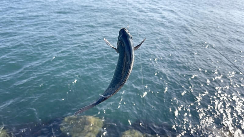 11月の秋フカセ釣りでグレを釣って塩焼きと炙り刺しに！旨し。