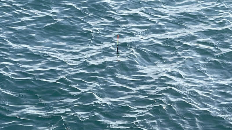 11月の秋フカセ釣りでグレを釣って塩焼きと炙り刺しに！旨し。