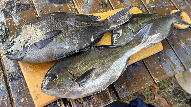 11月の秋フカセ釣りでグレを釣って塩焼きと炙り刺しに！旨し。