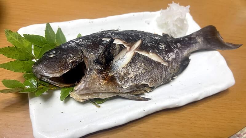 11月の秋フカセ釣りでグレを釣って塩焼きと炙り刺しに！旨し。