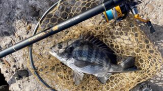 12月上旬、爆風の海でフカセ釣り！グレ・アジ・メバルを干物に。