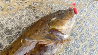 アイナメを釣って刺身と炙り刺しにした冬のある日の釣行