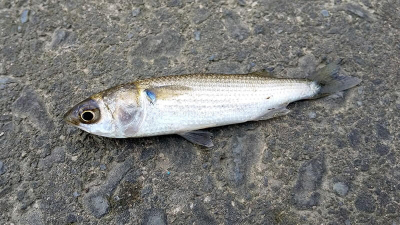 寒ボラは脂がのっていて旨いってホント?しゃぶしゃぶにして食べてみたら……