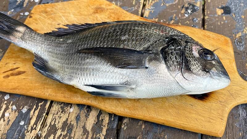 チヌ(黒鯛)を釣って炙り刺し&潮汁に!11月末のフカセ釣りと秋の釣り飯