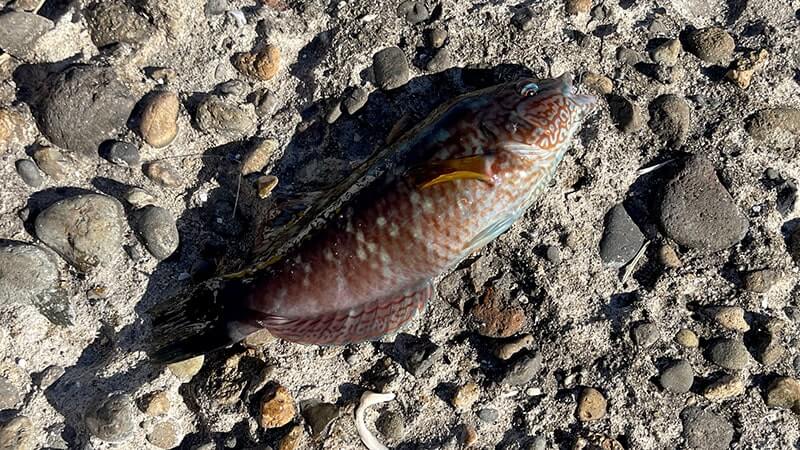 12月上旬、爆風の海でフカセ釣り!グレ・アジ・メバルを干物に。