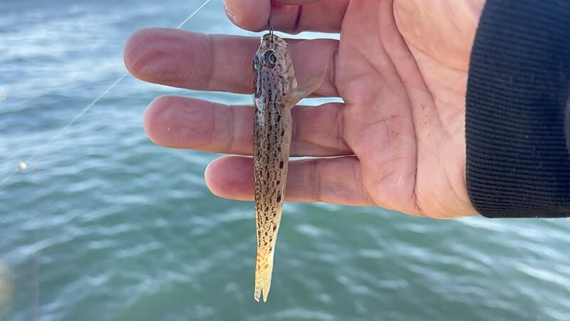 12月上旬、爆風の海でフカセ釣り!グレ・アジ・メバルを干物に。