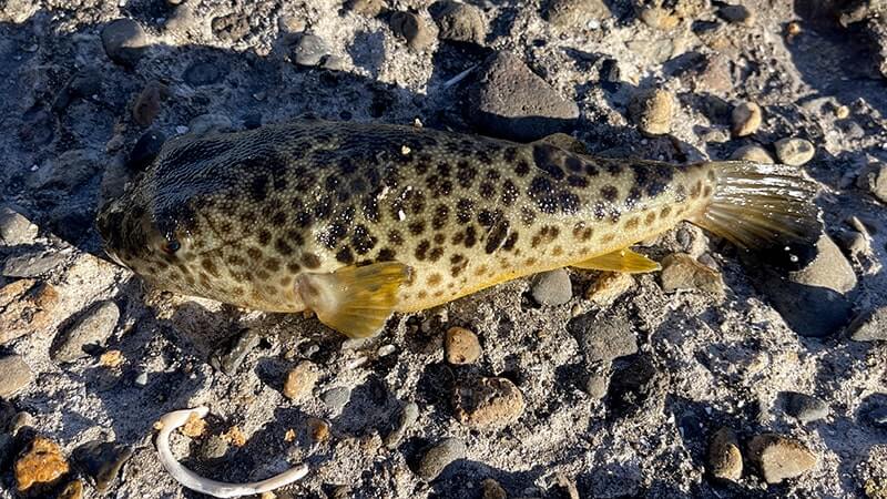 12月上旬、爆風の海でフカセ釣り!グレ・アジ・メバルを干物に。