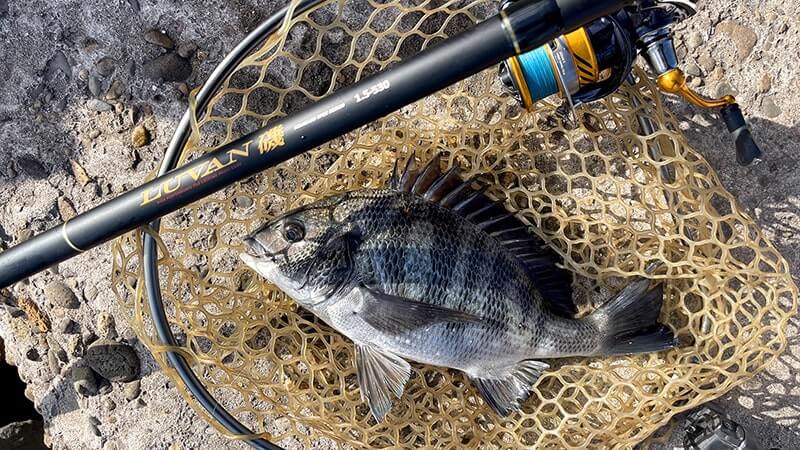 12月上旬、爆風の海でフカセ釣り!グレ・アジ・メバルを干物に。