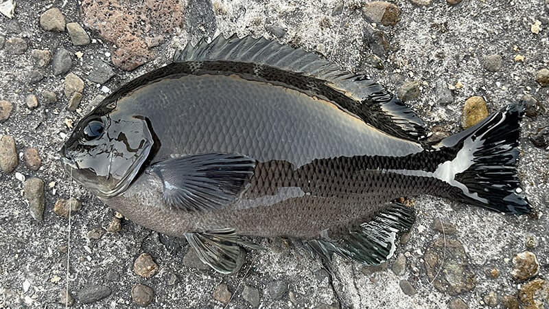 12月上旬、爆風の海でフカセ釣り!グレ・アジ・メバルを干物に。