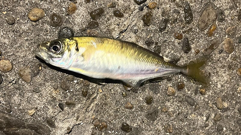 12月上旬、爆風の海でフカセ釣り!グレ・アジ・メバルを干物に。