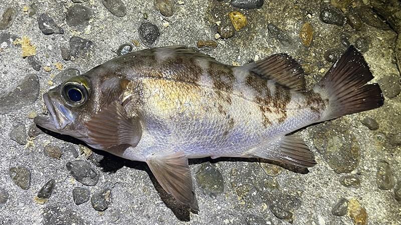 12月上旬、爆風の海でフカセ釣り!グレ・アジ・メバルを干物に。