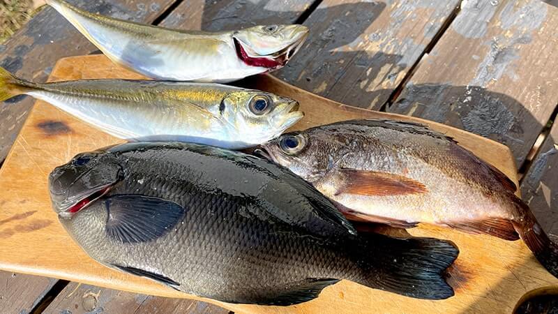 12月上旬、爆風の海でフカセ釣り!グレ・アジ・メバルを干物に。